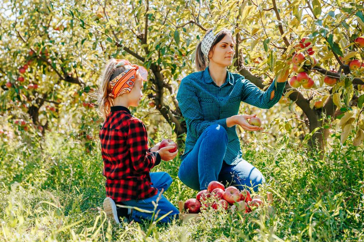 Apfel pflücken in Celle – wann ist es erlaubt, wann nicht?