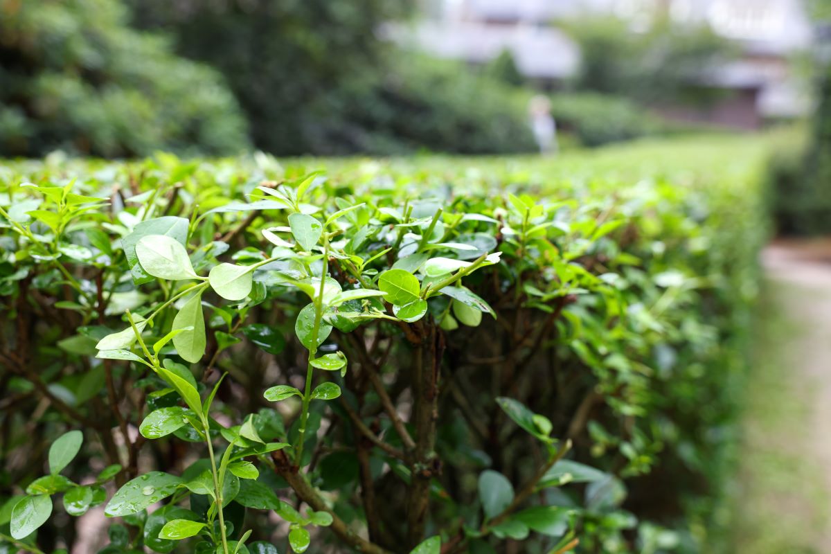Hecke schneiden: Wann ist es erlaubt? Rechtliche Fristen