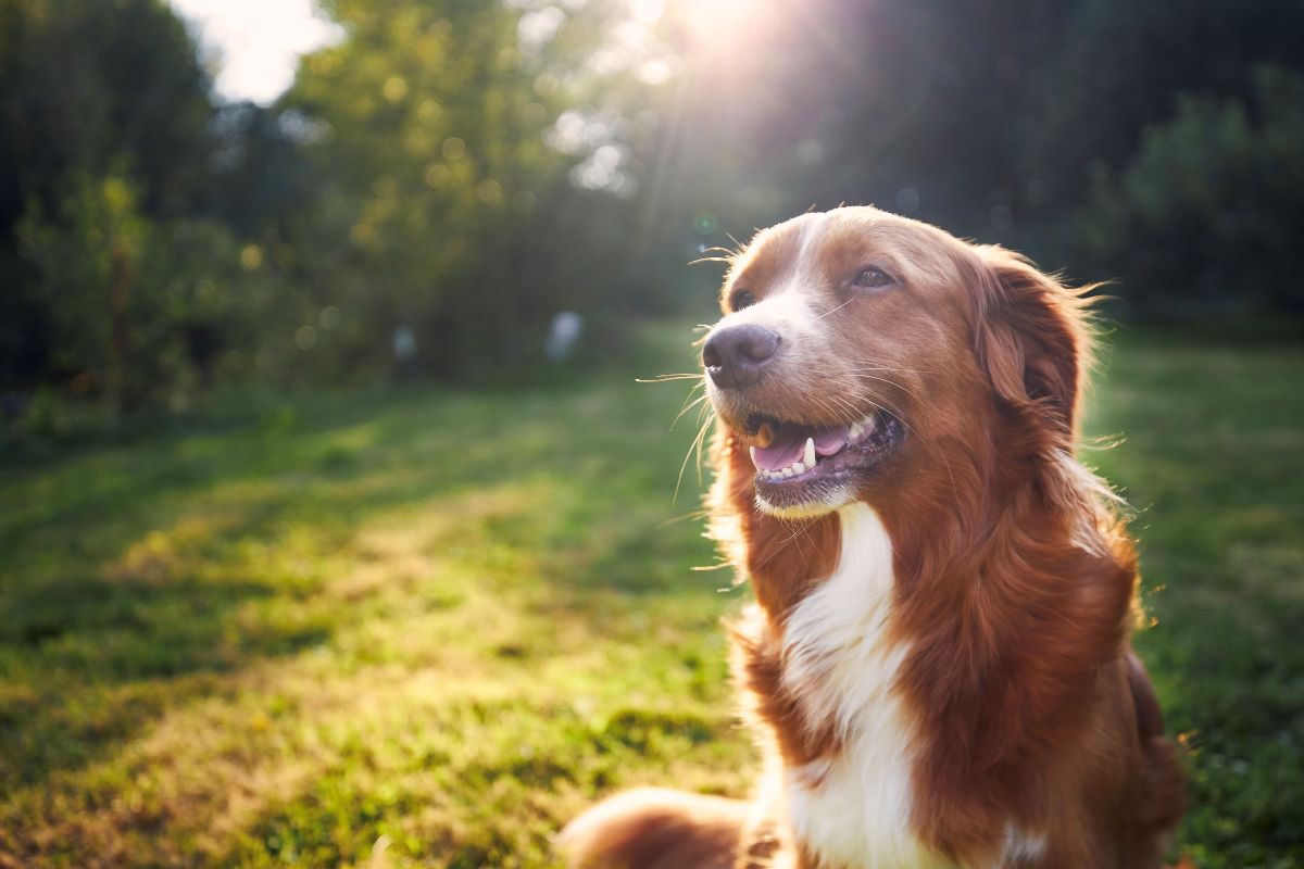 Hund vermisst in Celle – erste Schritte zur Suche