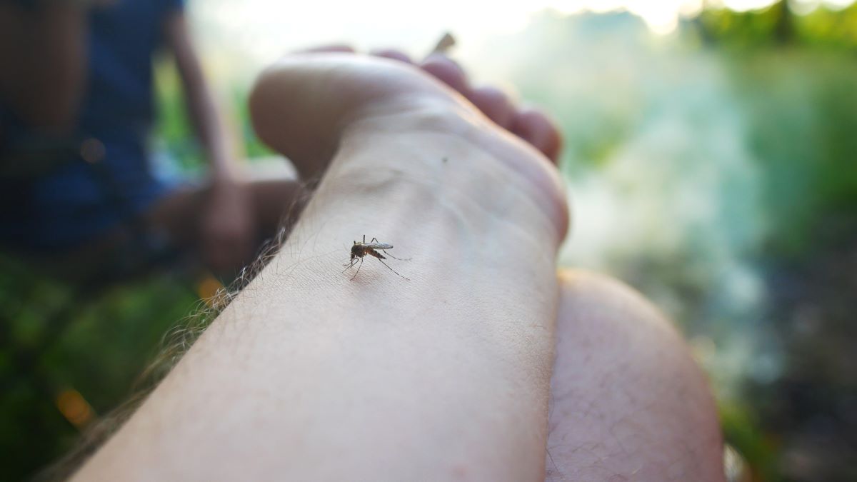 Insektenstiche in Celle: Erste Hilfe und wirksame Vorsorgema