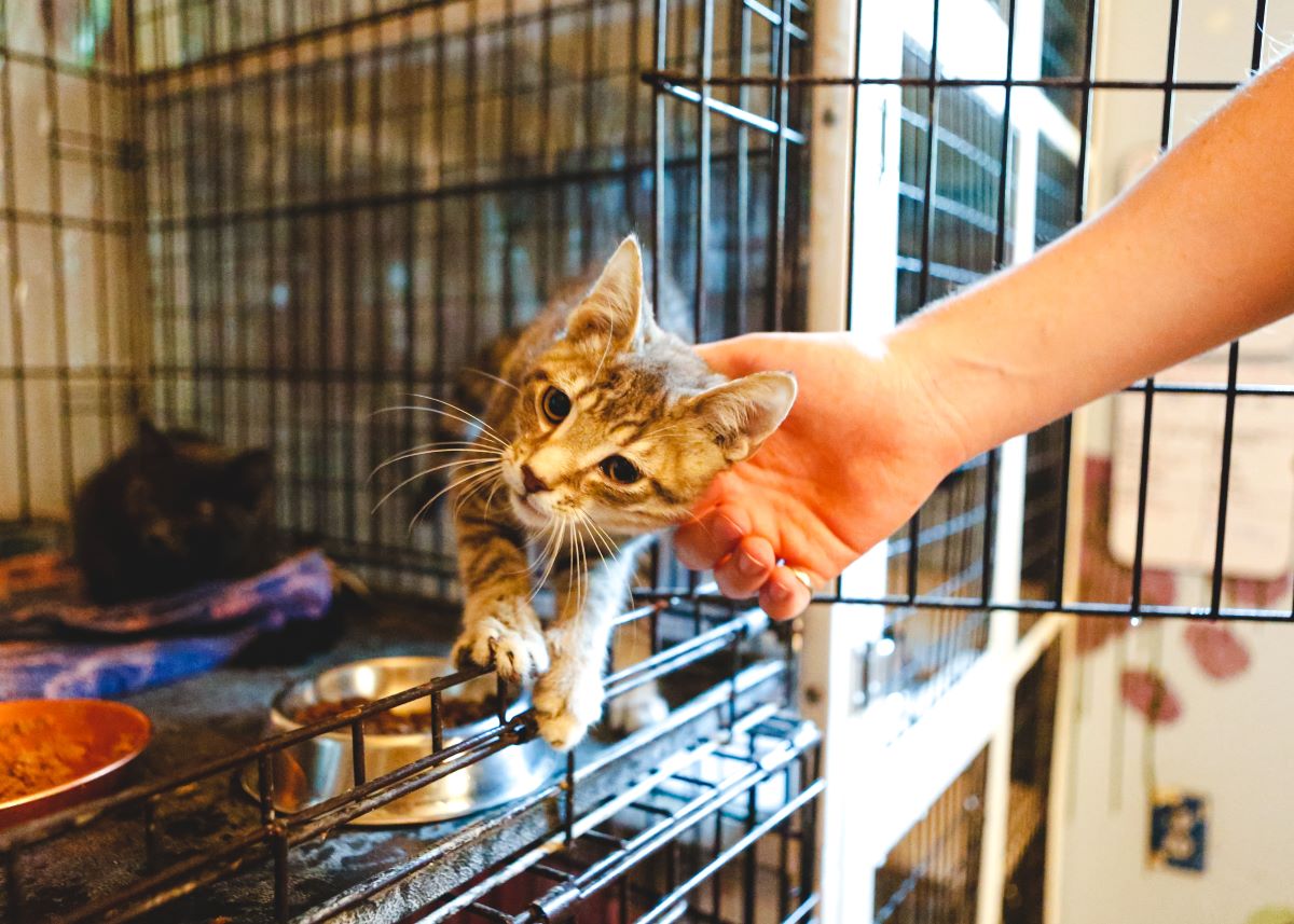 Katze mikrochippen Celle — Sicherheit für Ihre Katze