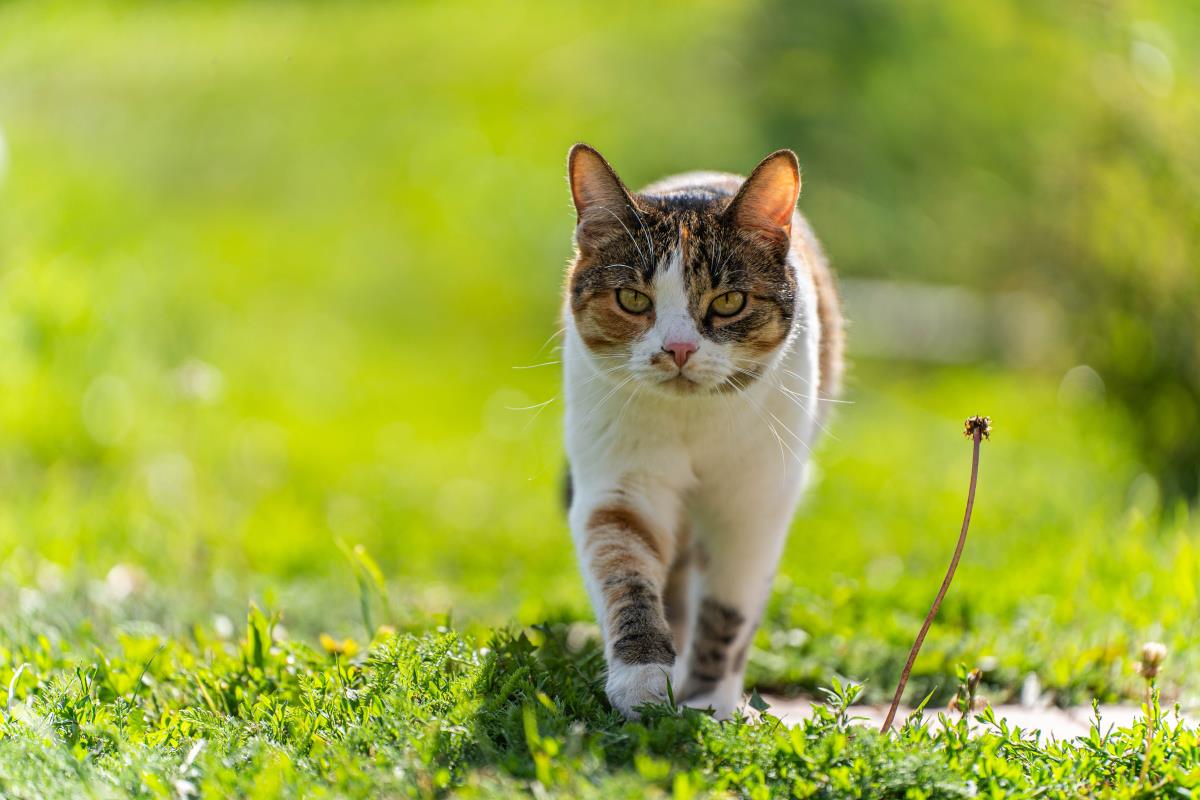 Katze freilaufend in Celle: Rechte, Pflichten und Nachbarsch