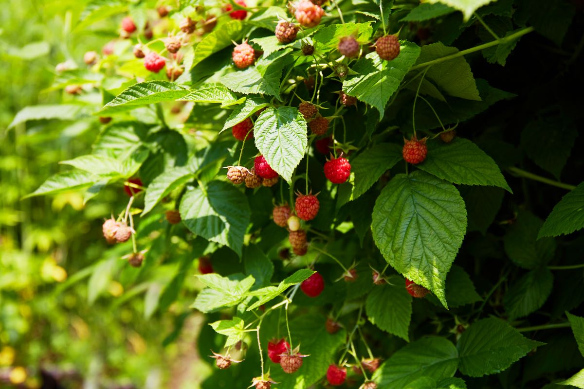 Streuobstwiese mit Hecke einfrieden in Celle — was ist erlau