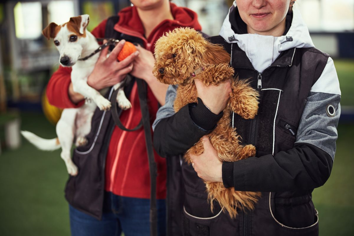 Tierheim Adoption in Celle – Tiere retten, nicht kaufen
